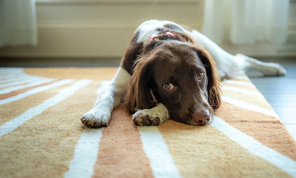 Professional Carpet Cleaning Machines