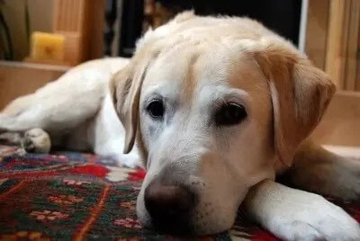 Dog enjoy clean carpet by MagicDry Carpet Cleaning Services
